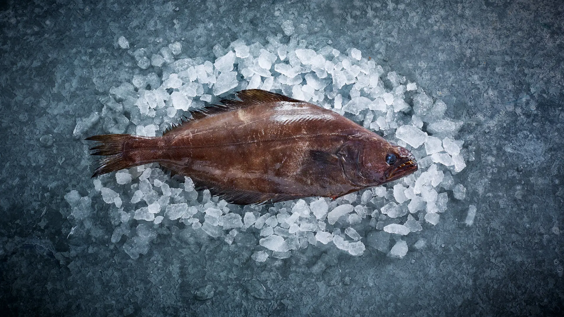Greenland Halibut | Arctic Quality from Polar Seafood